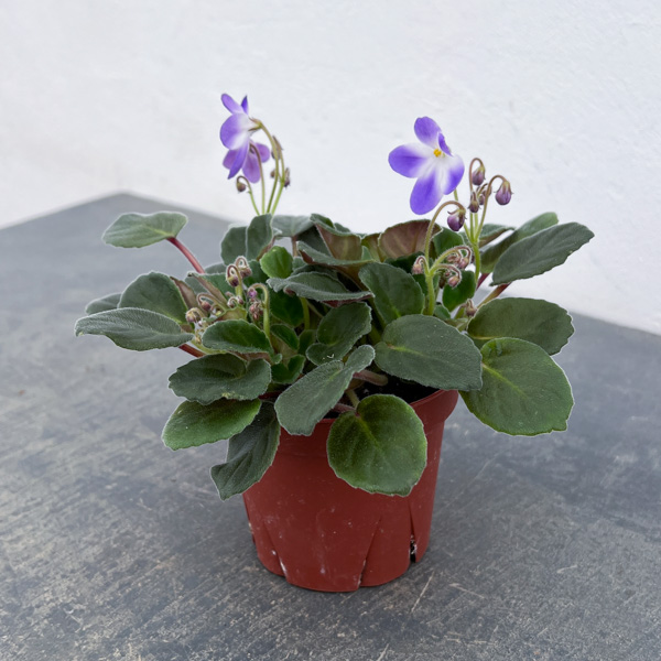 セントポーリア：ウッドトレイルSP3.5号ポット