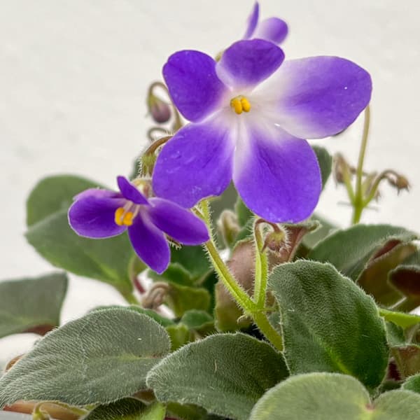 セントポーリア：ウッドトレイルSP3.5号ポット