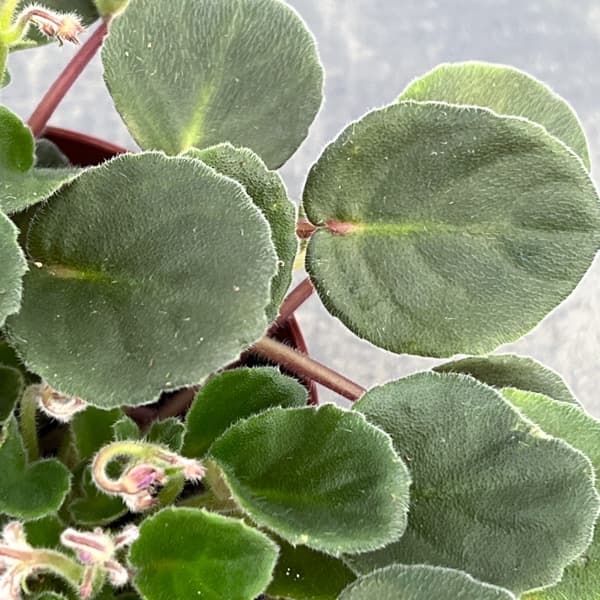 セントポーリア：ウッドトレイルSP3.5号ポット