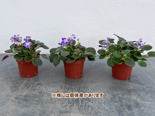 セントポーリア：ウッドトレイルSP3.5号ポット