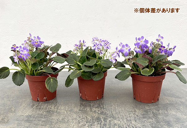 セントポーリア：ウッドトレイルSP3.5号ポット