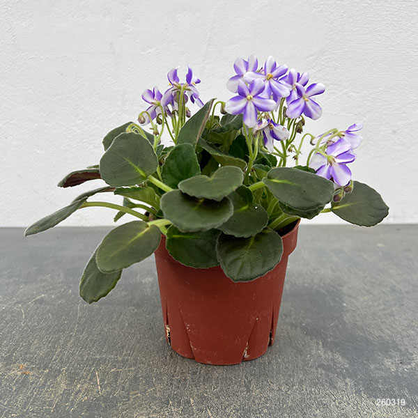 セントポーリア：ウッドトレイルSP3.5号ポット