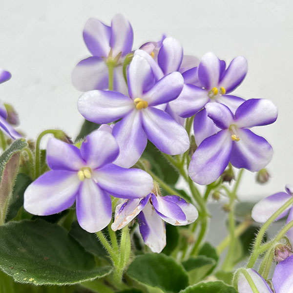 セントポーリア：ウッドトレイルSP3.5号ポット