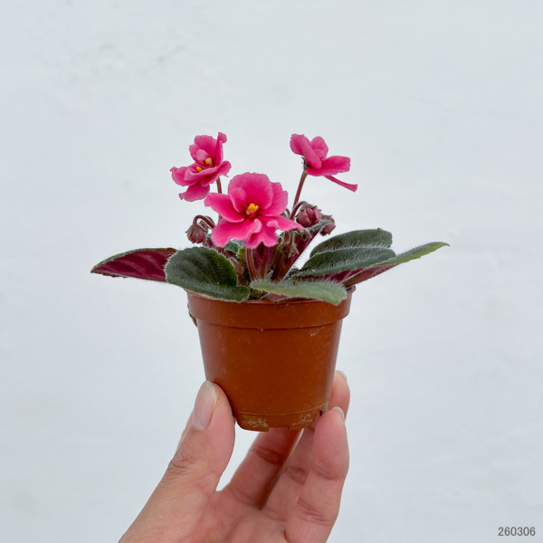 ミニセントポーリア 花色見計らい 2号ポット 3株セット