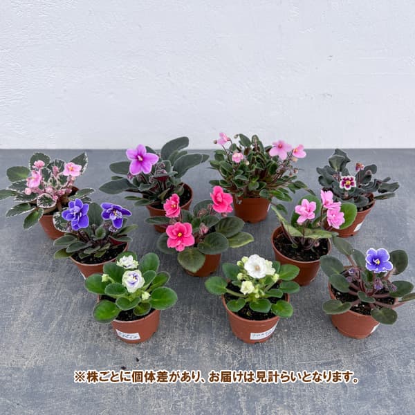 ミニセントポーリア 花色見計らい 2号ポット 3株セット