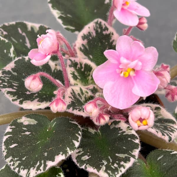 ミニセントポーリア 花色見計らい 2号ポット 3株セット