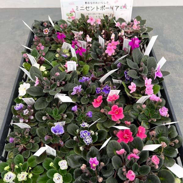 ミニセントポーリア 花色見計らい 2号ポット 3株セット