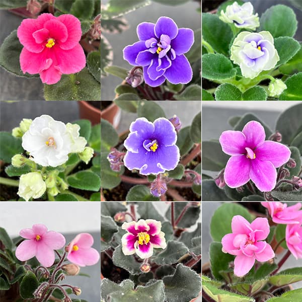 ミニセントポーリア 花色見計らい 2号ポット 3株セット