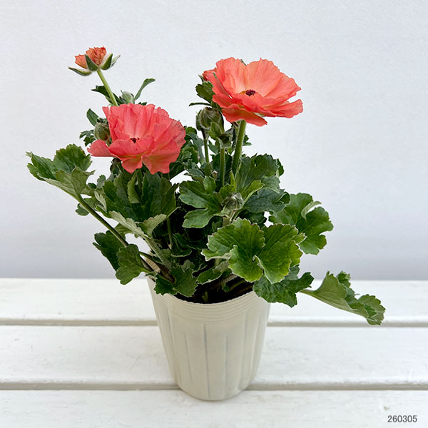 ラナンキュラス：オレンジセイレン3.5-4号ポット