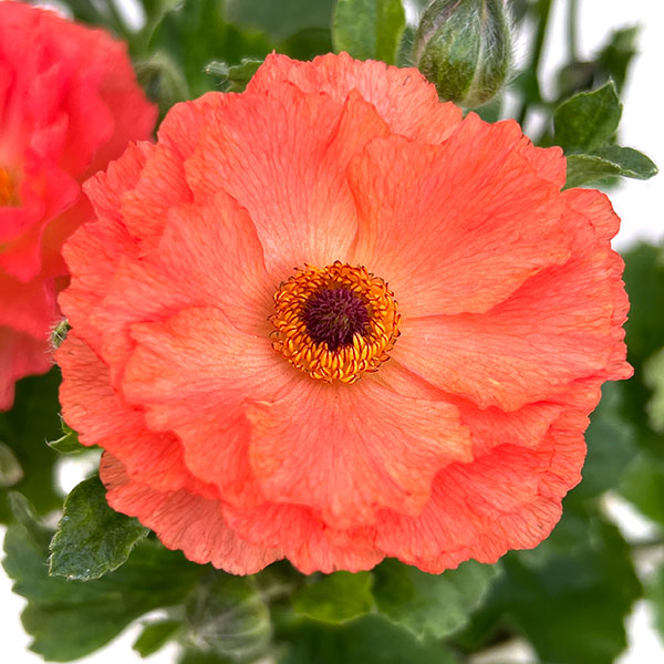 ラナンキュラス：オレンジセイレン3.5-4号ポット