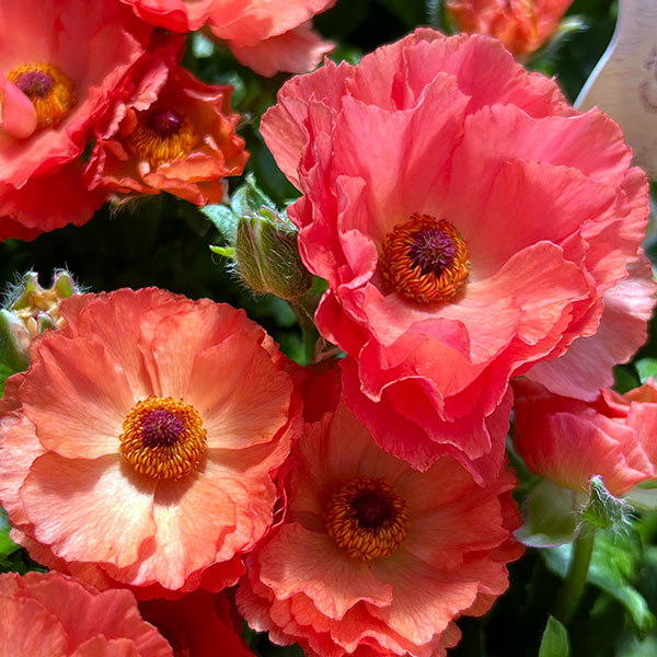 ラナンキュラス：オレンジセイレン3.5-4号ポット