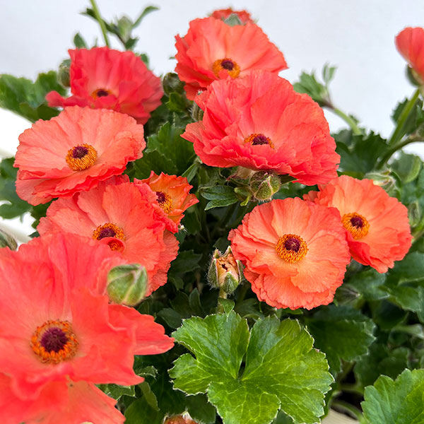 ラナンキュラス：オレンジセイレン3.5-4号ポット