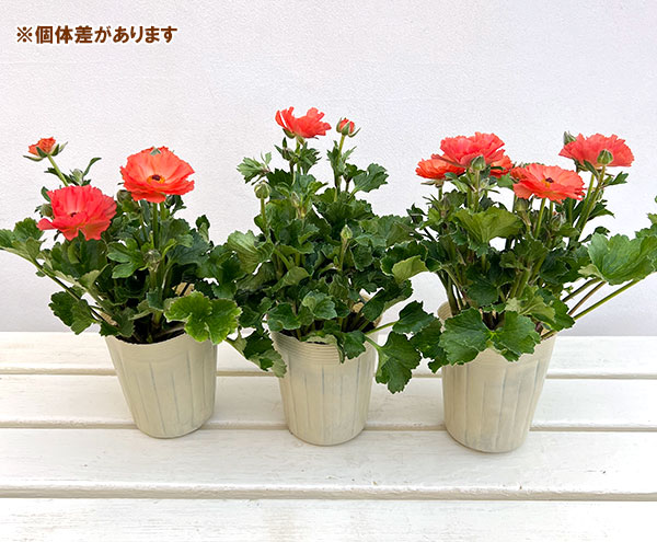 ラナンキュラス：オレンジセイレン3.5-4号ポット