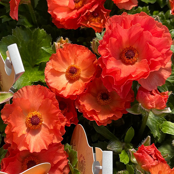 ラナンキュラス：オレンジセイレン3.5-4号ポット