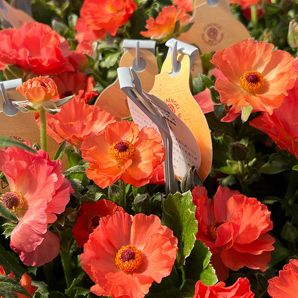 ラナンキュラス：オレンジセイレン3.5-4号ポット