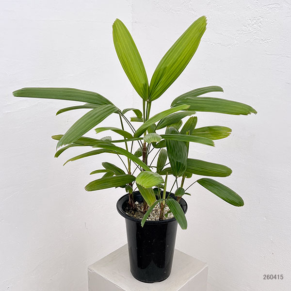 カンノンチク：小判（こばん）6号鉢植え