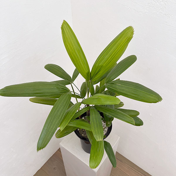 カンノンチク：小判（こばん）6号鉢植え