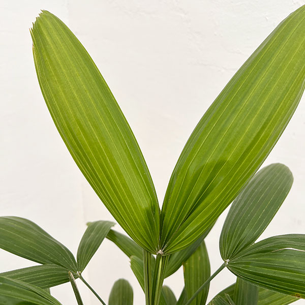 カンノンチク：小判（こばん）6号鉢植え