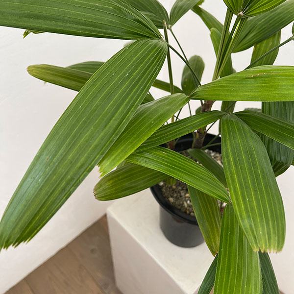 カンノンチク：小判（こばん）6号鉢植え