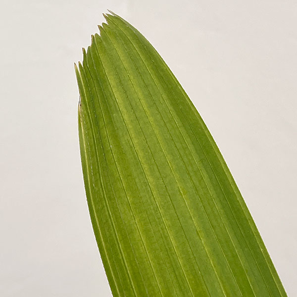 カンノンチク：小判（こばん）6号鉢植え