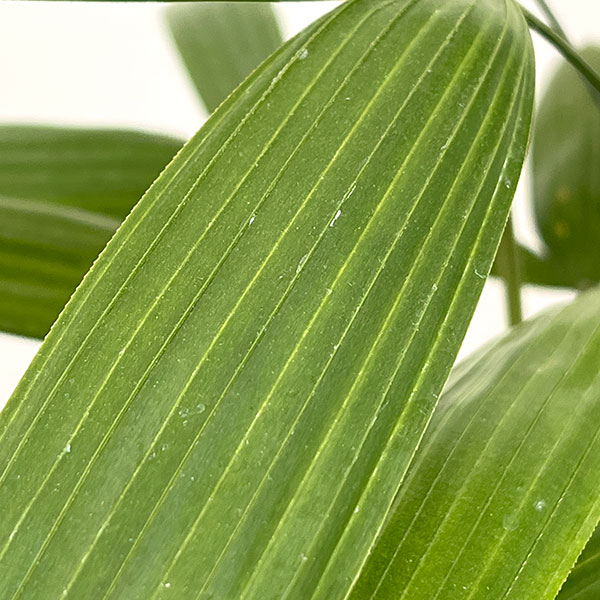 カンノンチク：小判（こばん）6号鉢植え