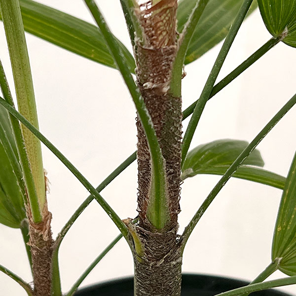 カンノンチク：小判（こばん）6号鉢植え