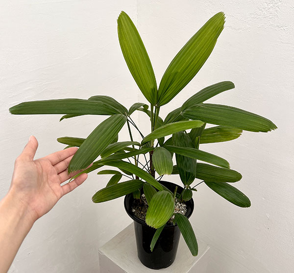 カンノンチク：小判（こばん）6号鉢植え