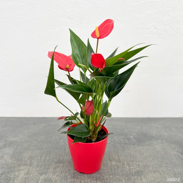 アンスリウム：陽和（ひより）　3.5号鉢入り