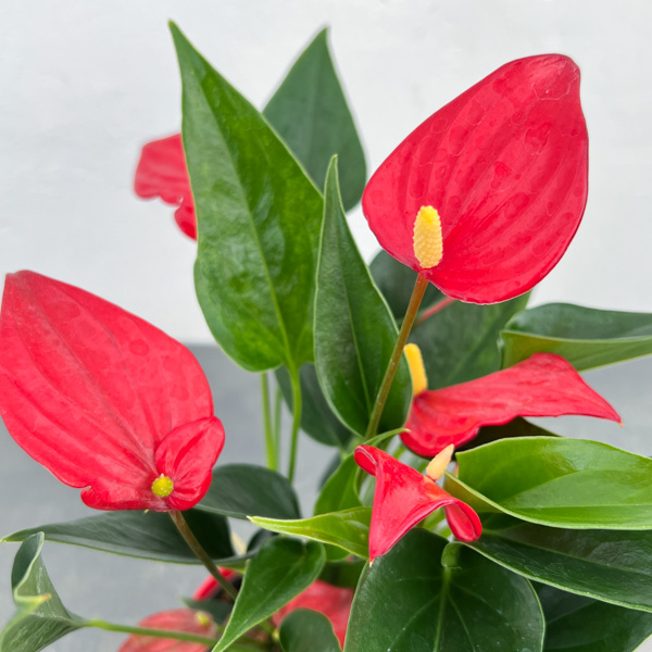 アンスリウム：陽和（ひより）　3.5号鉢入り