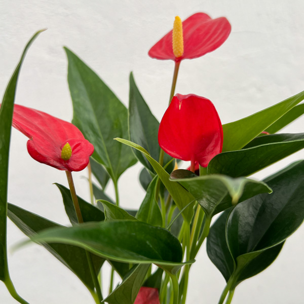 アンスリウム：陽和（ひより）　3.5号鉢入り