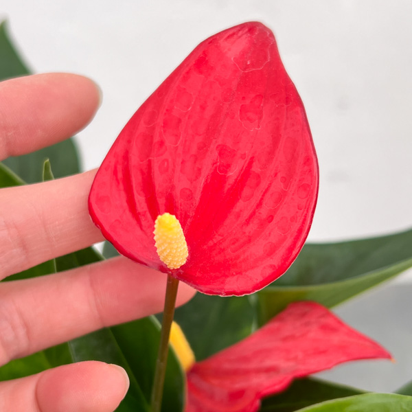 アンスリウム：陽和（ひより）　3.5号鉢入り