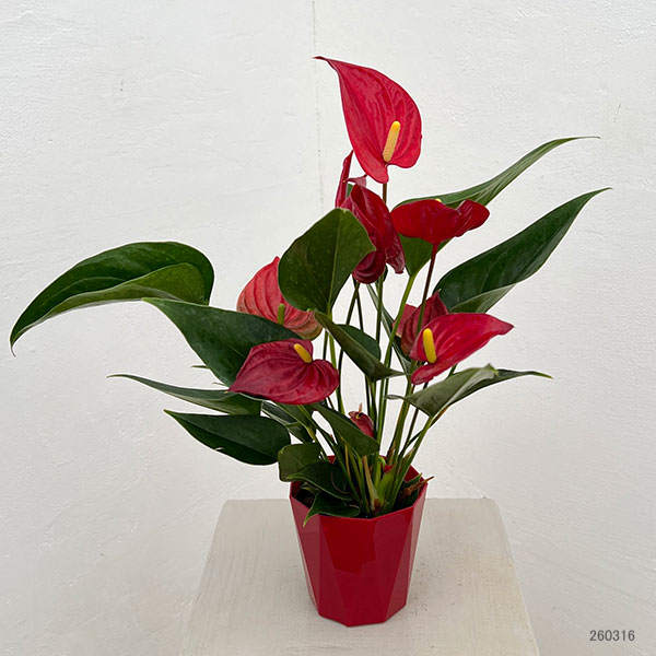 アンスリウム：きらら　3.5号鉢入り