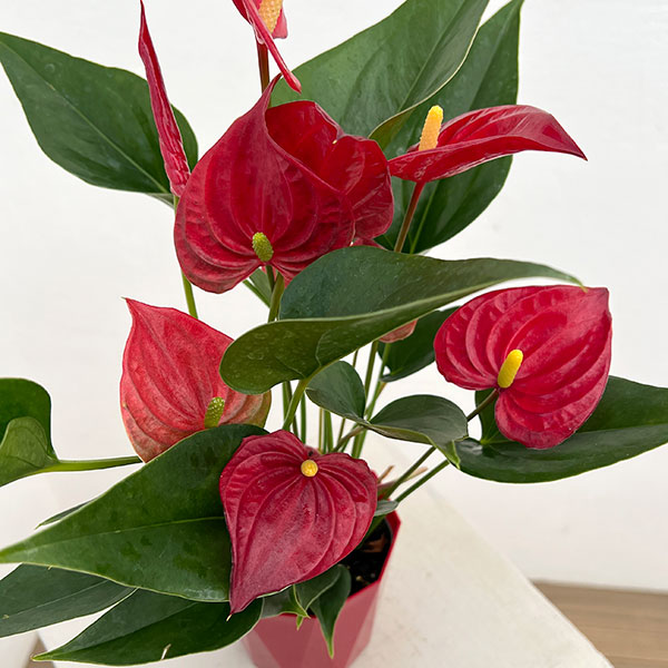 アンスリウム：きらら　3.5号鉢入り