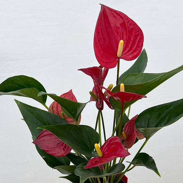 アンスリウム：きらら　3.5号鉢入り