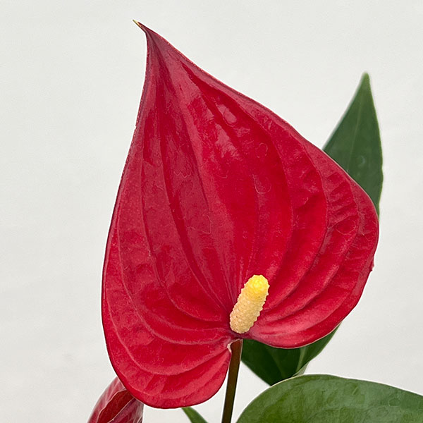 アンスリウム：きらら　3.5号鉢入り