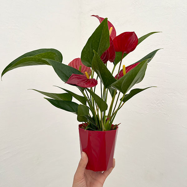 アンスリウム：きらら　3.5号鉢入り