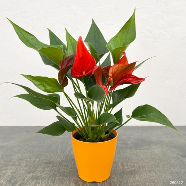 アンスリウム：茜（あかね）　3.5号鉢入り