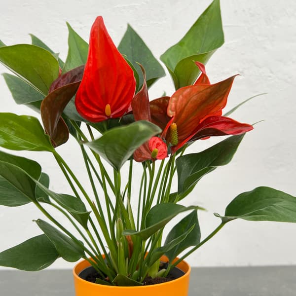 アンスリウム：茜（あかね）　3.5号鉢入り