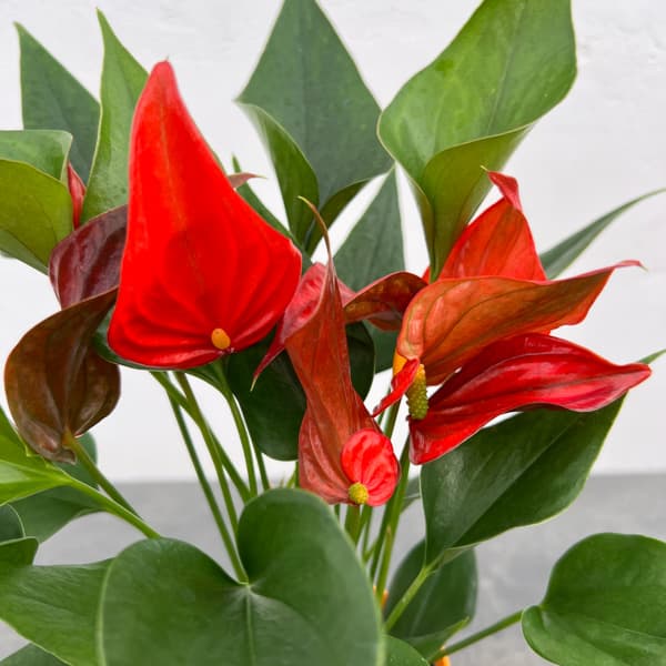 アンスリウム：茜（あかね）　3.5号鉢入り