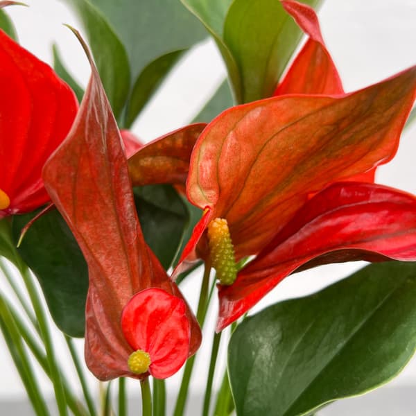 アンスリウム：茜（あかね）　3.5号鉢入り