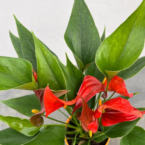 アンスリウム：茜（あかね）　3.5号鉢入り