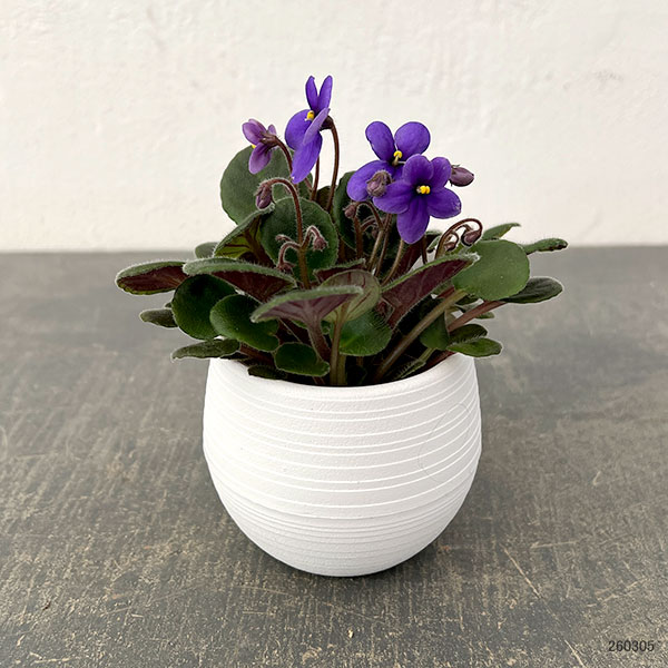 ミニセントポーリア：ウッドトレイル 2.5号鉢植え