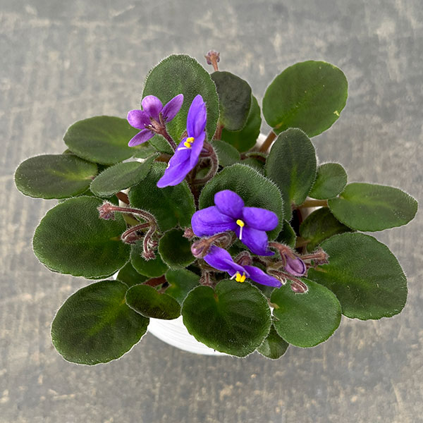 ミニセントポーリア：ウッドトレイル 2.5号鉢植え