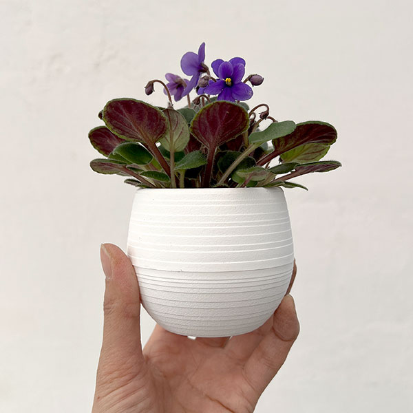 ミニセントポーリア：ウッドトレイル 2.5号鉢植え