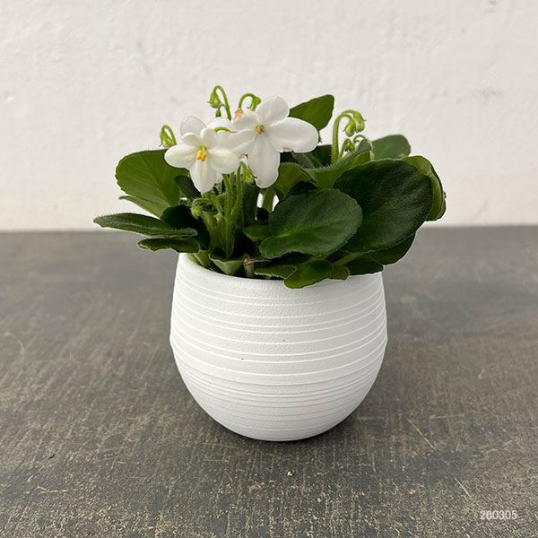 ミニセントポーリア：ウッドトレイル（白） 2.5号鉢植え