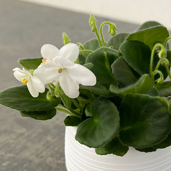 ミニセントポーリア：ウッドトレイル（白） 2.5号鉢植え