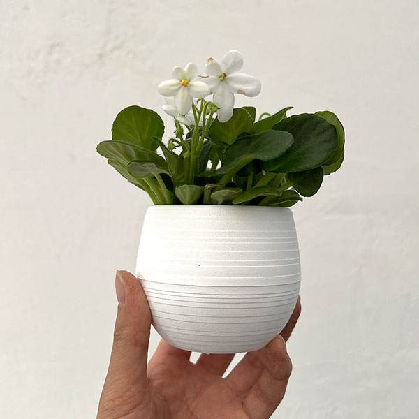 ミニセントポーリア：ウッドトレイル（白） 2.5号鉢植え