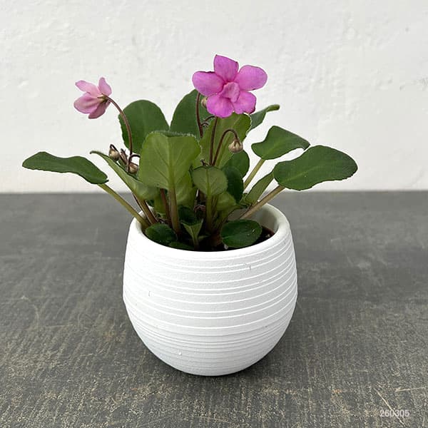 ミニセントポーリア：キッスアウェイ 2.5号鉢植え