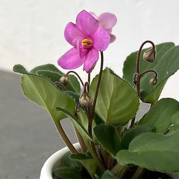 ミニセントポーリア：キッスアウェイ 2.5号鉢植え