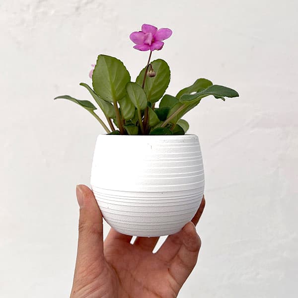 ミニセントポーリア：キッスアウェイ 2.5号鉢植え